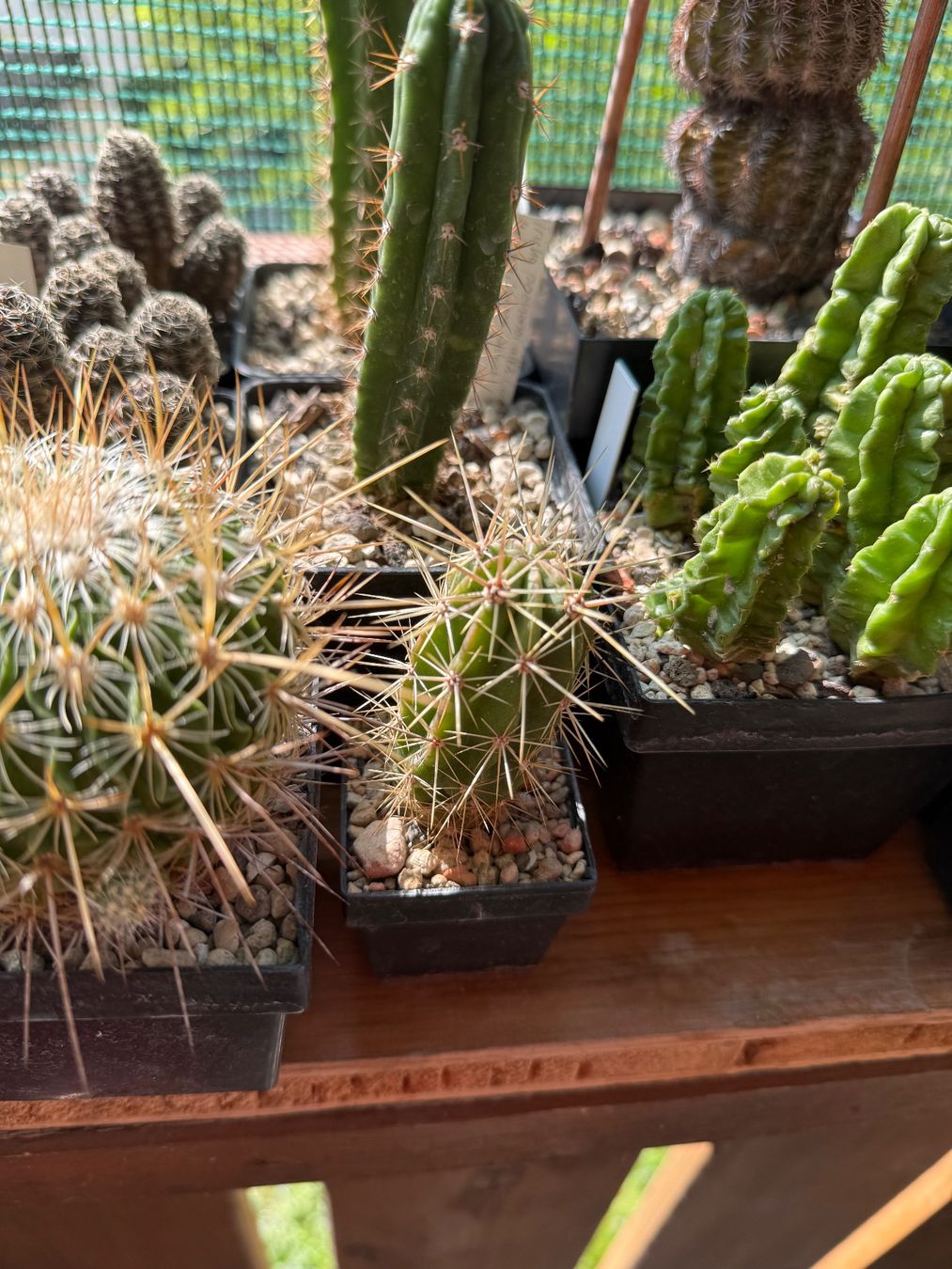 Pflanzen & Samen: Echinocereus maritimus v. Hancockii – Gebraucht aus Rorbas von SimS0n 1