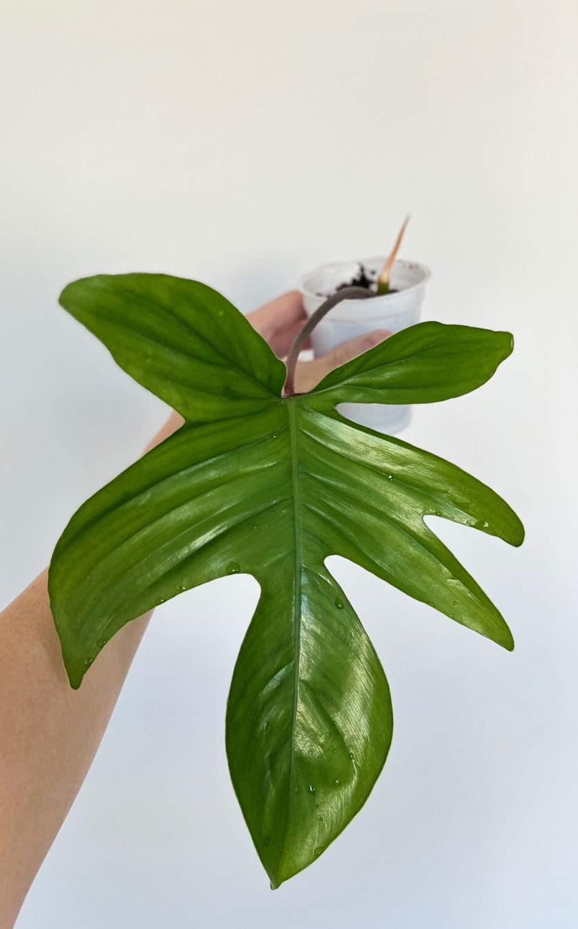 Pflanzen & Samen: Philodendron Florida💚 – Gebraucht aus Glattpark(Opfikon) von ste_n99y 1