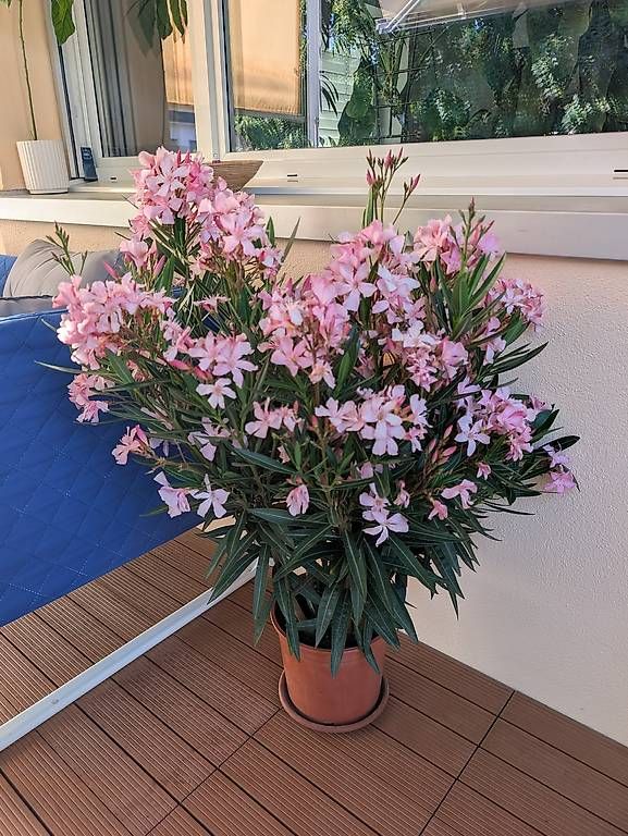 Plantes & graines: Oleander ca.1m Pflanze Blume – D'occasion à Frauenfeld par Yuriy