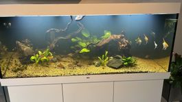 Juwel Aquarium Rio 450 LED weiss inkl. Schrank
