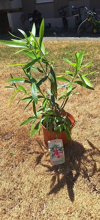 Piante & sementi: Oleander – Usato da Madiswil venduto da Oleander2