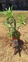Oleander