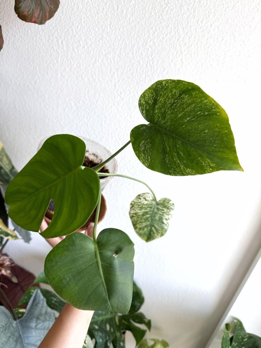 Piante & sementi: Monstera White Monster – Nuovo (secondo la descrizione) da Bern venduto da Lucas_Ma