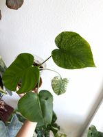 Monstera White Monster