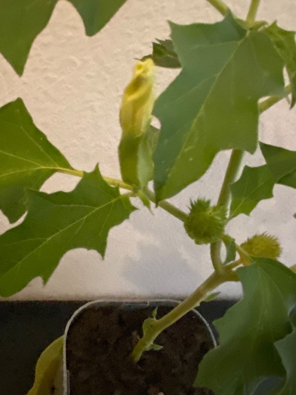 Piante & sementi: Gemeiner Stechapfel, Datura stramonium – Nuovo (secondo la descrizione) da Hochfelden venduto da powerplay61 2