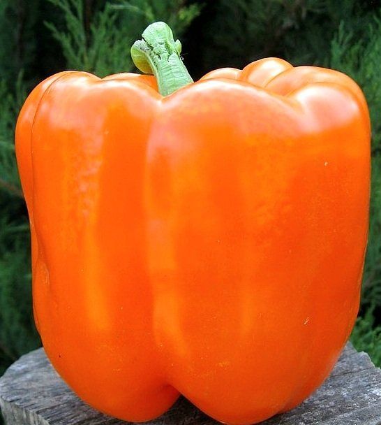 Piante & sementi: 20 Samen Orange "Paprika" Graines Poivron Orange – Nuovo e nell'imballaggio originale da Rovio venduto da POSITIFFARTandPLANTS 6