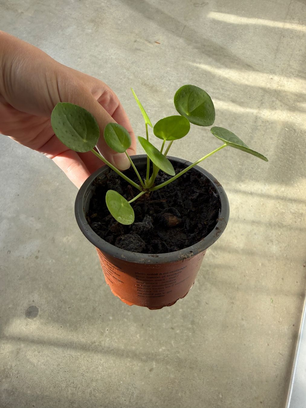 Piante & sementi: Pilea Pflanze – Usato da Bern venduto da Wil.Wayne 2