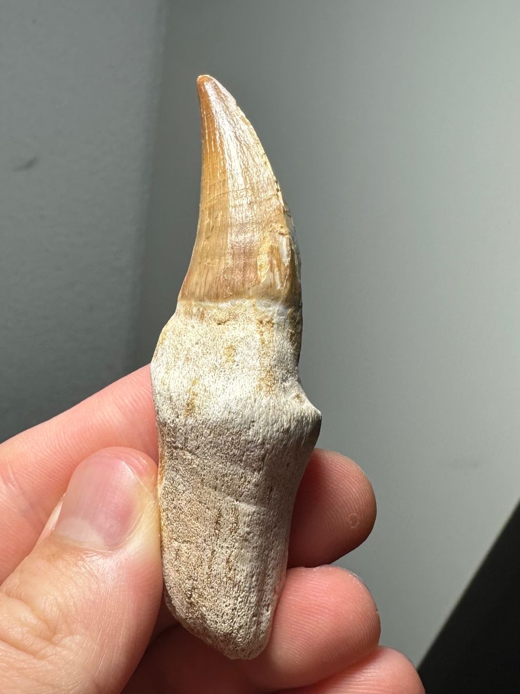 Fossilien: Fossiler Mosasaurus sp. Zahn inkl. Wurzel – Gebraucht aus Lutzenberg von CS65