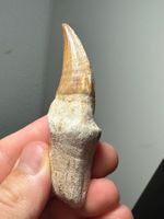 Fossiler Mosasaurus sp. Zahn inkl. Wurzel
