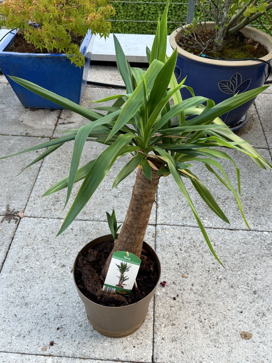 Piante & sementi: Zimmerpflanze Yucca – Usato da Richterswil venduto da Prangins9 1