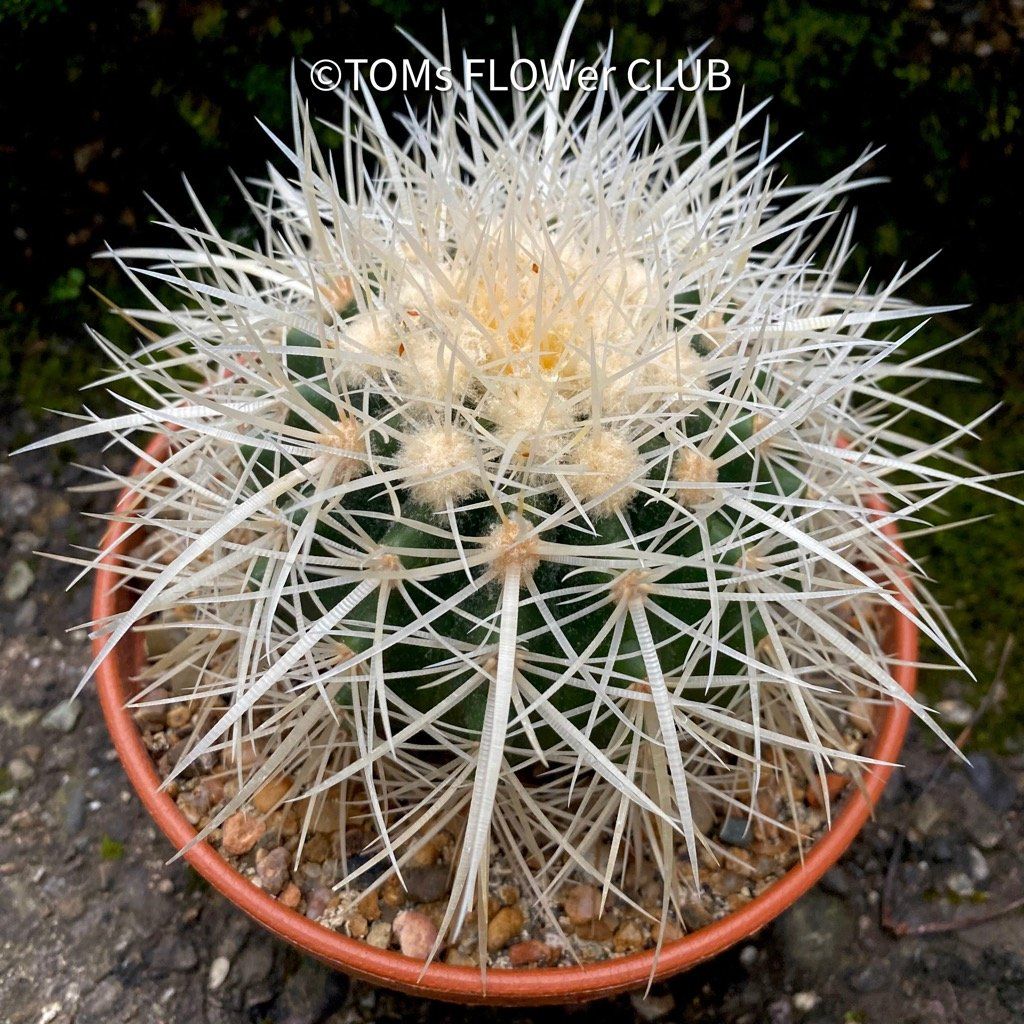 Piante & sementi: Echinocactus Grusonii Albispinus Ø15cm – Nuovo e nell'imballaggio originale da Adliswil venduto da asTOMas963