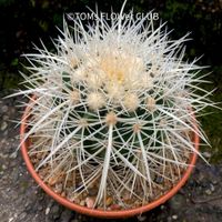 Echinocactus Grusonii Albispinus Ø15cm