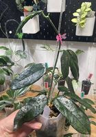 Hoya villosa