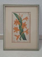 Botanisches Wandbild „Watsonia Iridifolia“ gerahmt