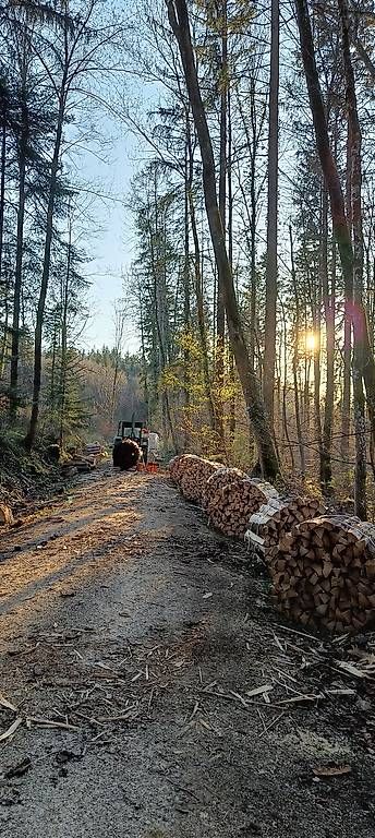 Articoli in legno: Brennholz Buche – Nuovo (secondo la descrizione) da riniken venduto da petz1981 1
