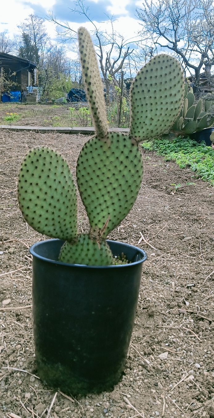 Piante & sementi: Grosse Opuntia Scheeri – Nuovo (secondo la descrizione) da Augst BL venduto da Betsileo 2