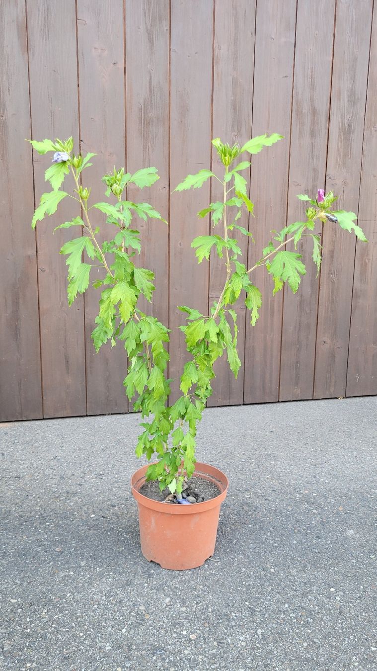 Plantes & graines: Hibiskus violet winterhart, ca. 100 cm – D'occasion à Glattfelden par peppa11