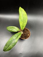 Hoya Finlaysonii (1-3)