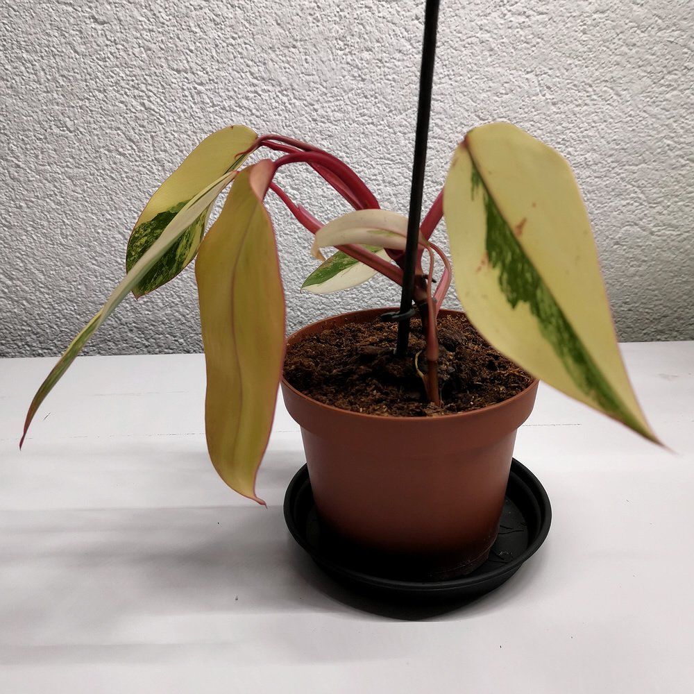 Piante & sementi: Philodendron Strawberry Shake – Nuovo (secondo la descrizione) da Walenstadt venduto da vkt_qc8d 2