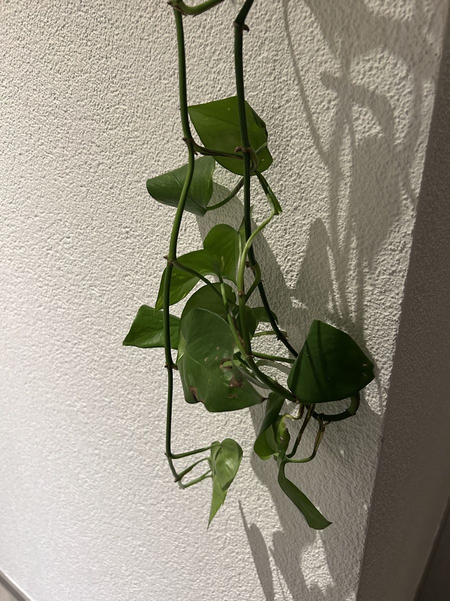 Plantes & graines: Efeutute mit Übertopf – D'occasion à Thun par ann_j9cx 2