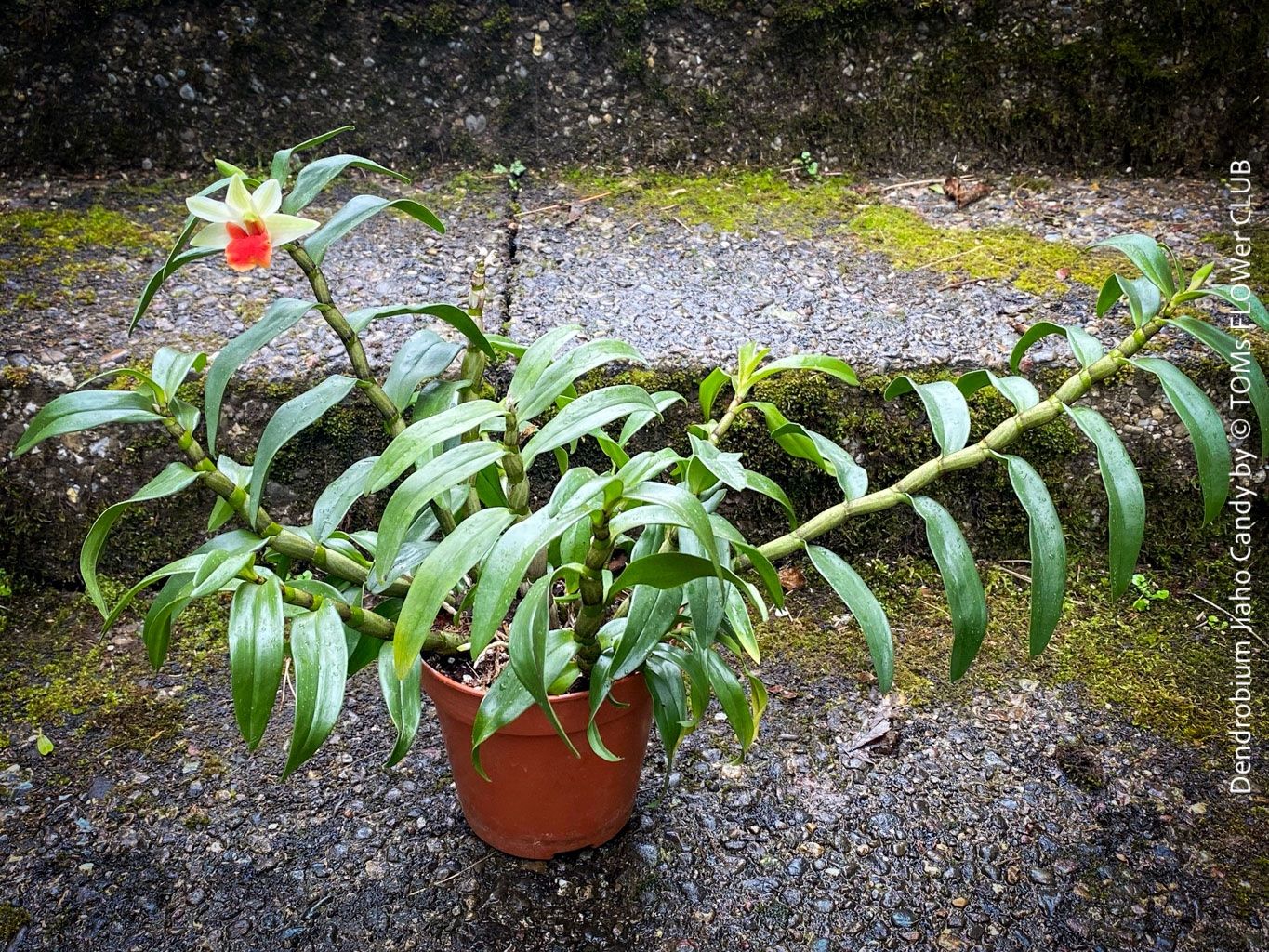 Dendrobium Jiaho Candy - 50x30cm Orchidee aus der Sammlung (Neu und ...