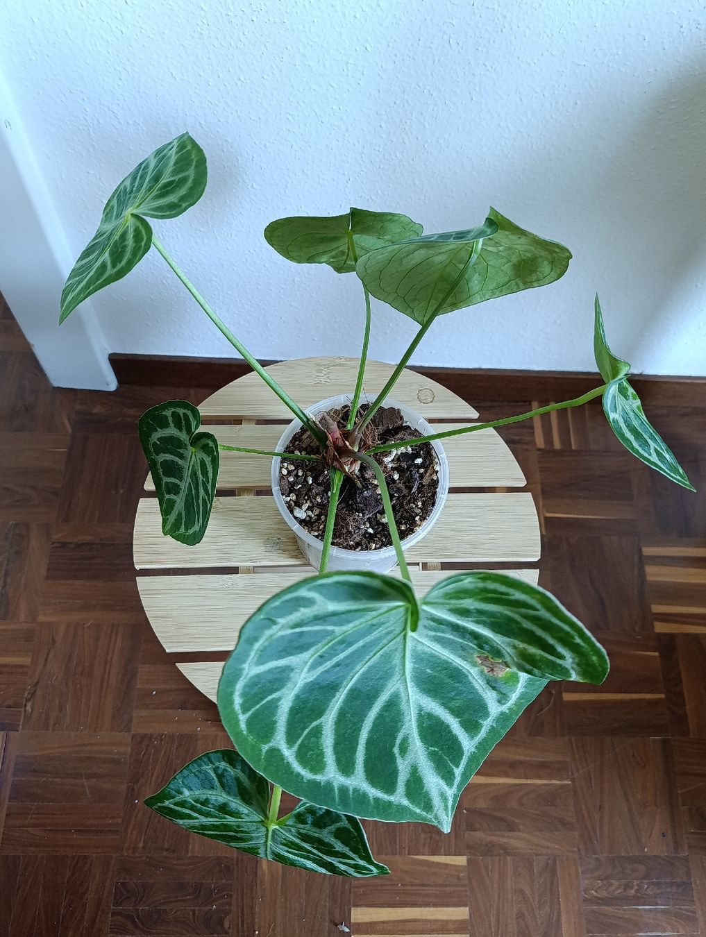 Pflanzen & Samen: Anthurium  – Gebraucht aus Baar von L.isa28 3