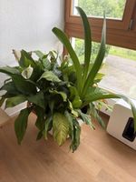 Einblatt und Amaryllis im Topf
