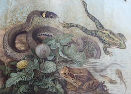 Lehrtafel Ringelnatter, Frösche, Kaulquappen und Löwenzahn