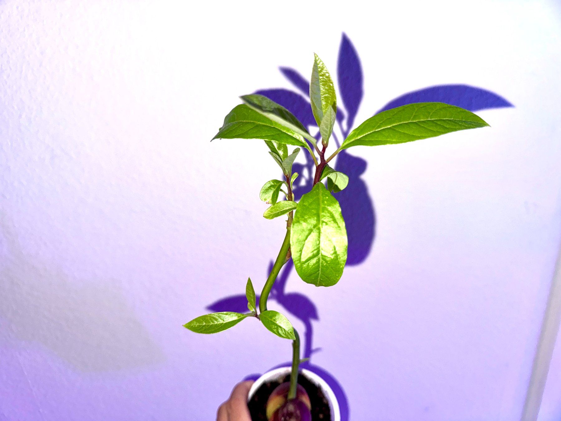 Piante & sementi: Avocado Baum (jungpflanze) – Usato da Schlieren venduto da Edgar_k 2