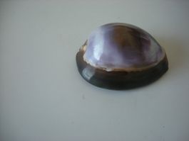 Wunderschöne seltene "Cauri Muschel" etwa 8 cm