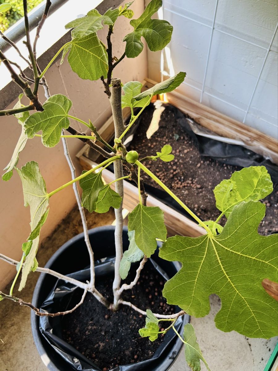 Plantes & graines: Feigenbaum – D'occasion à Zürich par keegstra 1