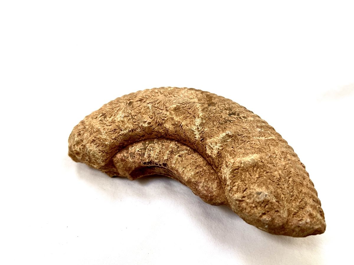 Fossilien: Ammonit Fossil – Gebraucht aus Gipf-Oberfrick von Sloth_1