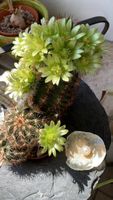 Echinocereus chloranthus (frosthart)