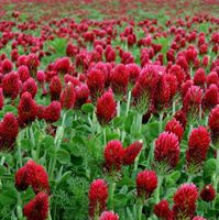Inkarnatklee /Trifolium incarnatum / 20 Samen BIENENFREUNDLI