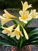 Clivia Miniata Citrina - rein GELB blühende Schönheit