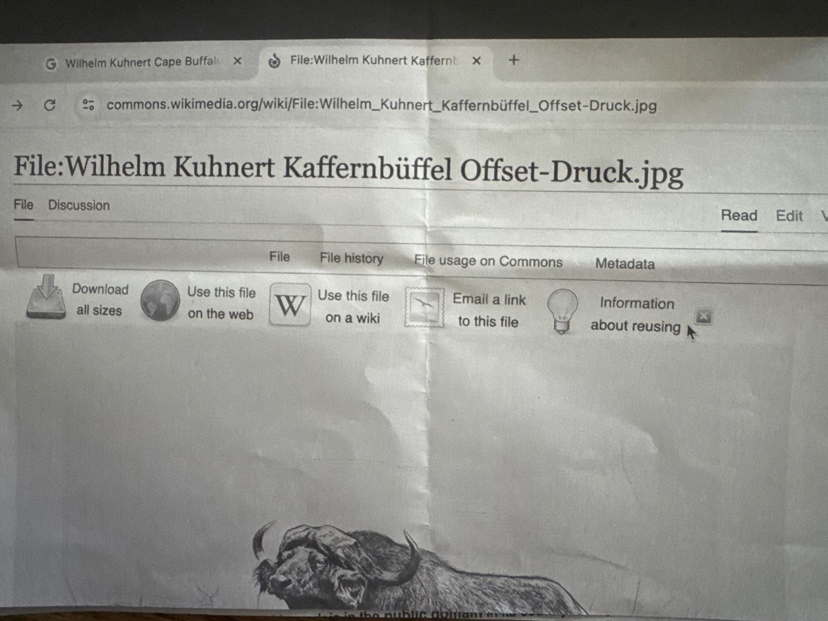 Gemälde: Kaffernbüffel von Wilhelm Kuhnert 1915 – Gebraucht aus Bülach von Suters0403 3