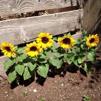 45 Samen SUNSPOT Zwerg Sonnenblume