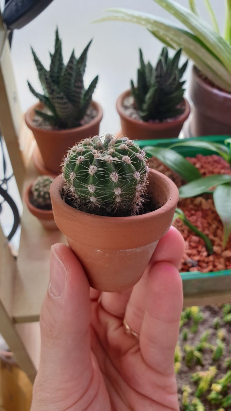 Piante & sementi: Kaktus🌵Echinopsis subdenudata – Usato da Zürich venduto da The_Plant_Wizard 1
