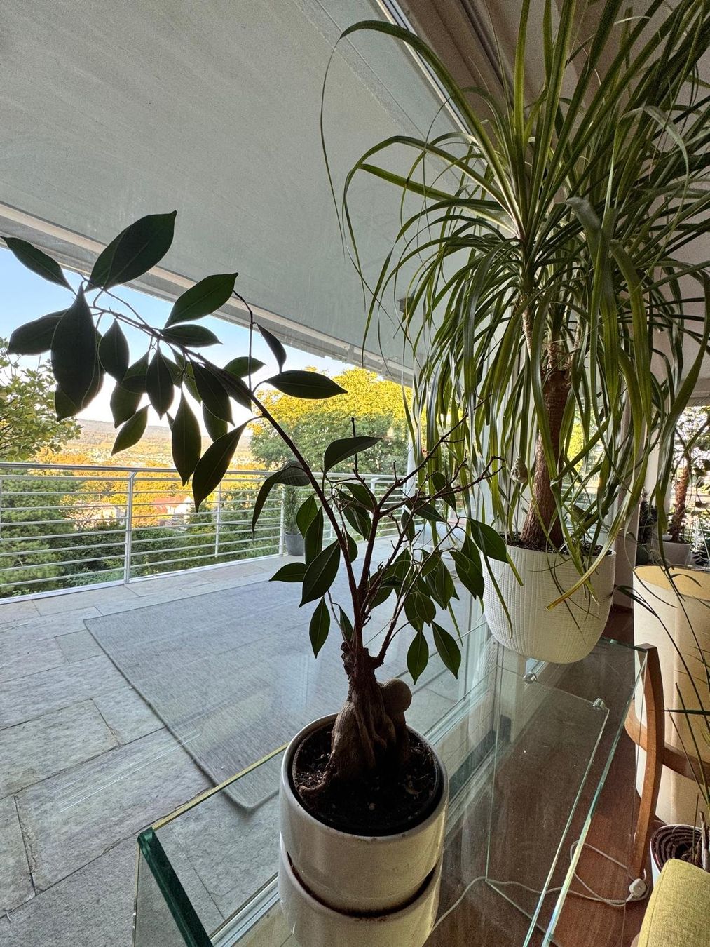 Pflanzen & Samen: Ficus Ginseng Bonsai mit markanter Wurzelknolle – Gebraucht aus Herrliberg von Malvernian121