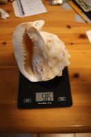 Muschel - 585 Gramm