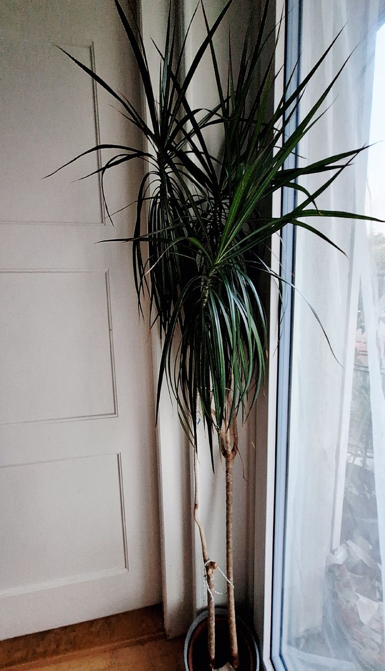 Piante & sementi: Hydropflanze Drachenbaum Dracaena marginata Topf – Usato da Zürich venduto da pan_cq85