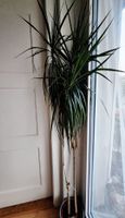 Hydropflanze Drachenbaum Dracaena marginata Topf