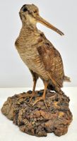 Bécasse des bois naturalisée