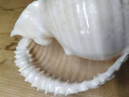 Wunderschöne große Dekomuschel Dekoschnecke 18cm Meer
