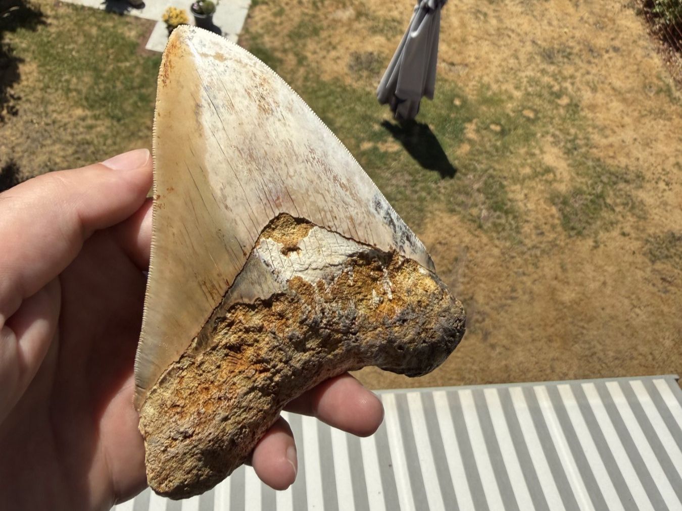 Fossili: Monster Megalodon Zahn Indonesien – Usato da schüpfen venduto da rica122