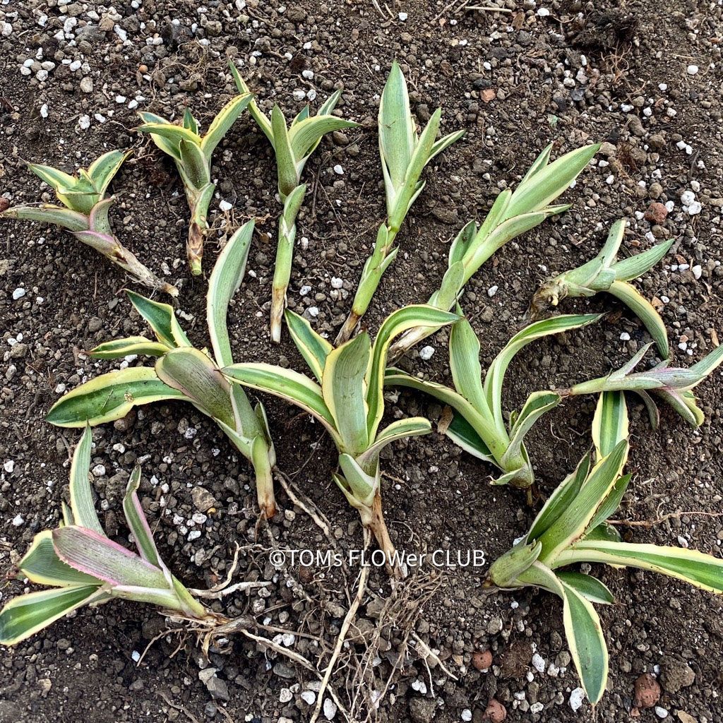 Piante & sementi: Agave Lophantha Variegata Quadricolor - top robust – Nuovo e nell'imballaggio originale da Adliswil venduto da astom369 4