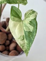 🌿 Syngonium Albo Variegata - 2 bewurzelte Stecklinge