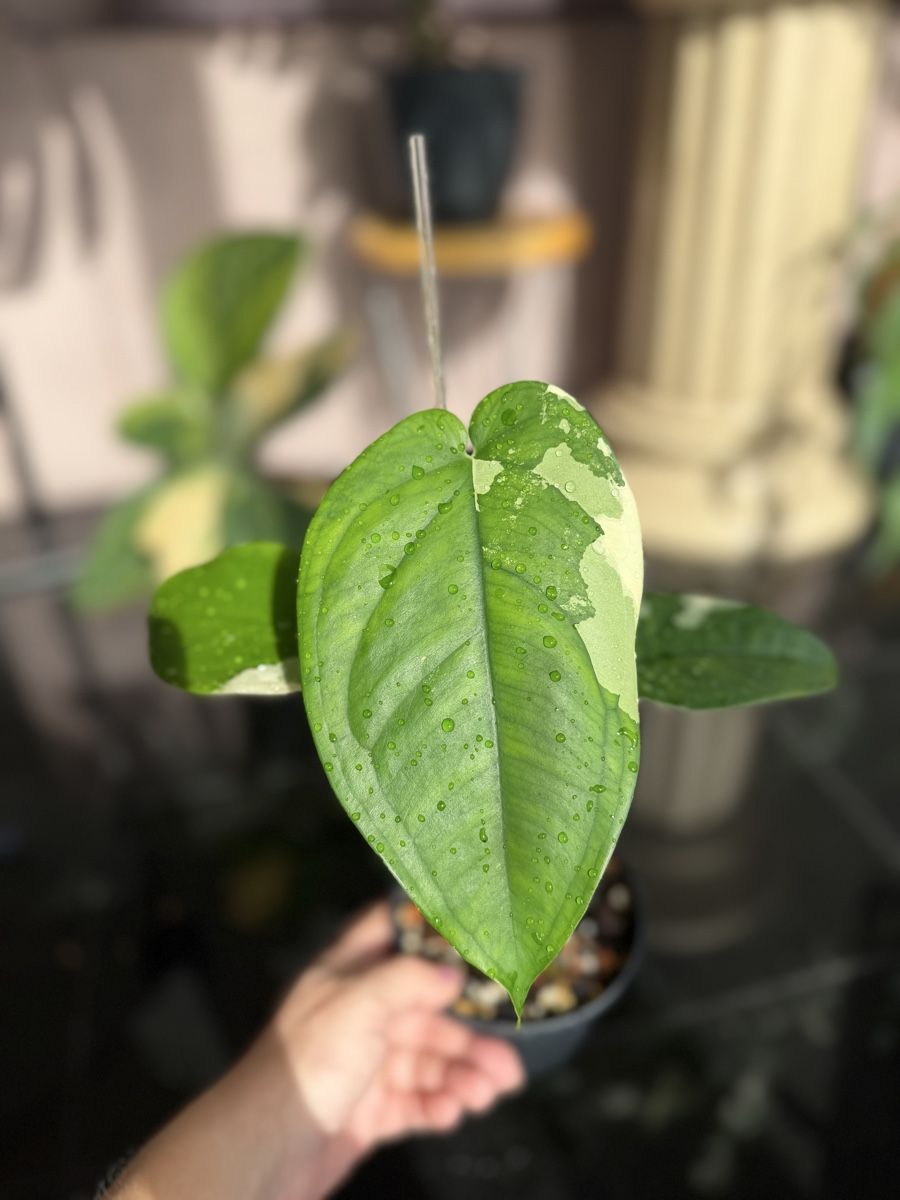 Piante & sementi: Syngonium Chiapense Variegata  – Nuovo (secondo la descrizione) da Buchrain venduto da Stetoscop