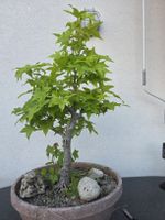 Ahorn Pre-Bonsai in Trainingstopf