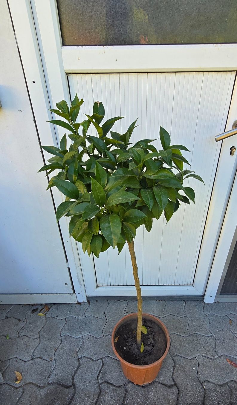 Piante & sementi: Orangenbaum mit Früchten – Usato da Aarburg venduto da popkorn65 5